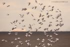 sanderling_131012e.jpg