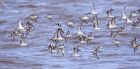 sanderling_150912c.jpg