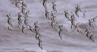 sanderling_150912f.jpg