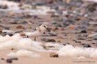 sanderling_150912g.jpg