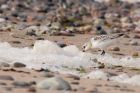 Filename=sanderling_150912h.jpg
Filesize=210KB
Dimensions=1000x667
Date added=Oct 10, 2012 sanderling_150912h.jpg