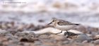 sanderling_150912l.jpg