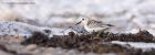 sanderling_150912o.jpg