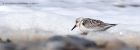 sanderling_150912p.jpg