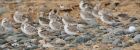 sanderling_150915a.jpg