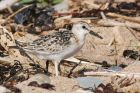 sanderling_150915c.jpg