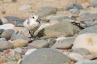 sanderling_150915g.jpg