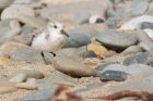 sanderling_150915h.jpg