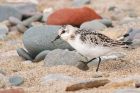 sanderling_150915m.jpg