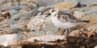 sanderling_150915o.jpg