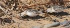 sanderling_150915u.jpg