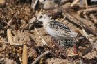 Filename=sanderling_150915w.jpg
Filesize=344KB
Dimensions=1200x800
Date added=Feb 04, 2016 sanderling_150915w.jpg