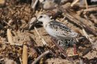 sanderling_150915w.jpg