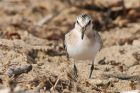 sanderling_150915z1.jpg