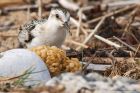 sanderling_150915z5.jpg