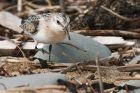 sanderling_150915z6.jpg