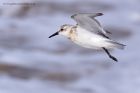 sanderling_170912a.jpg