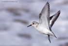 sanderling_170912c.jpg