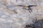 sanderling_170912e.jpg