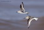 sanderling_170912g.jpg