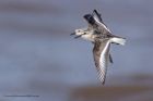 Filename=sanderling_170912h.jpg
Filesize=211KB
Dimensions=1000x667
Date added=Nov 18, 2012 sanderling_170912h.jpg