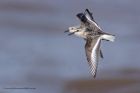 sanderling_170912h.jpg