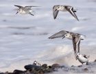 sanderling_170912l.jpg