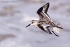 sanderling_170912r.jpg