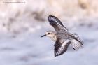 sanderling_170912s.jpg