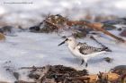 sanderling_170912t.jpg