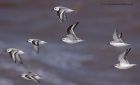 sanderling_170912zb.jpg