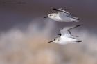 sanderling_170912ze.jpg