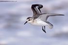 sanderling_170912zg.jpg