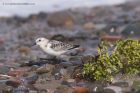 sanderling_170912zi.jpg