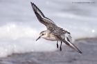 sanderling_170912zv.jpg