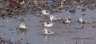 sanderling_170912zw.jpg