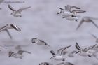 sanderling_220211g.jpg