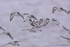 sanderling_220211h.jpg