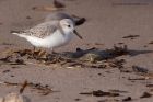 sanderling_230212b.jpg