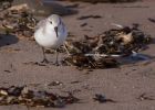 sanderling_230212c.jpg