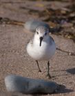 sanderling_230212d.jpg