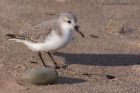 sanderling_230212g.jpg