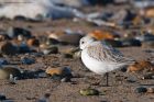 sanderling_240217h.jpg