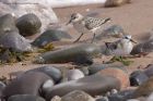 sanderling_280811a.jpg