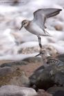 sanderling_280811b.jpg