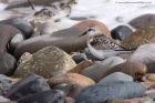 sanderling_280811c.jpg