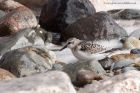 sanderling_280811d.jpg