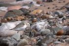 sanderling_280811e.jpg