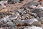 sanderling_280811f.jpg