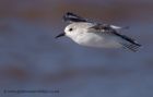 sanderling_280911a.jpg